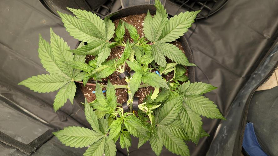 Druhý Mušketýr Round 1.. Week 5