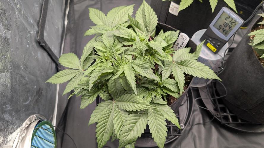 Druhý Mušketýr Round 1.. Week 5