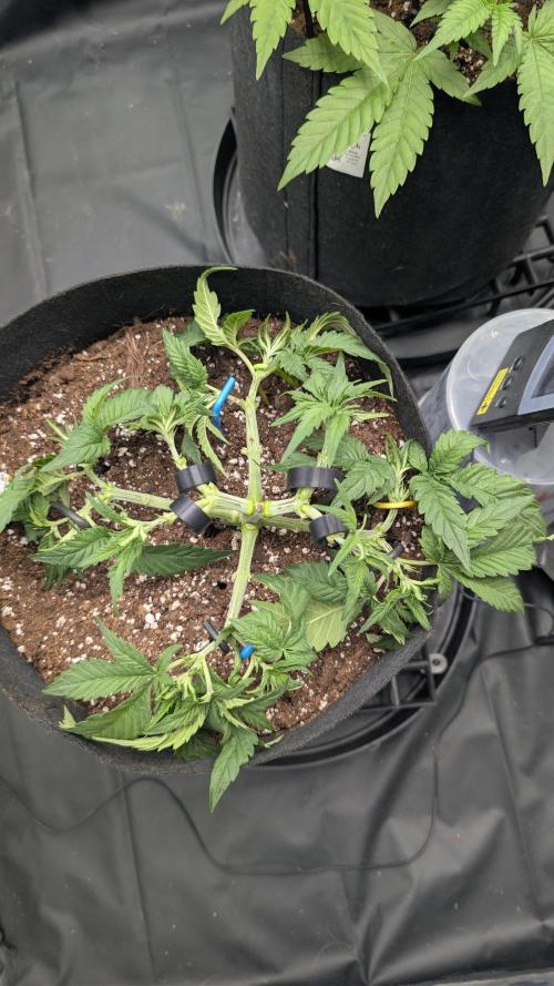 Druhý Mušketýr Round 1.. Week 5