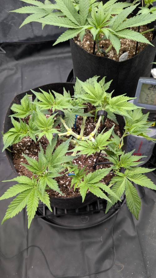 Druhý Mušketýr Round 1.. Week 6