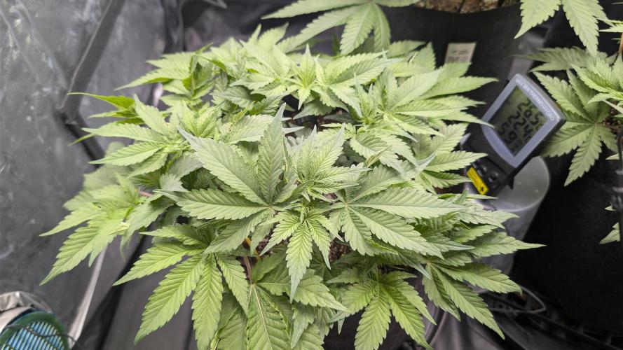 Druhý Mušketýr Round 1.. Week 6