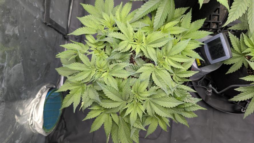 Druhý Mušketýr Round 1.. Week 6