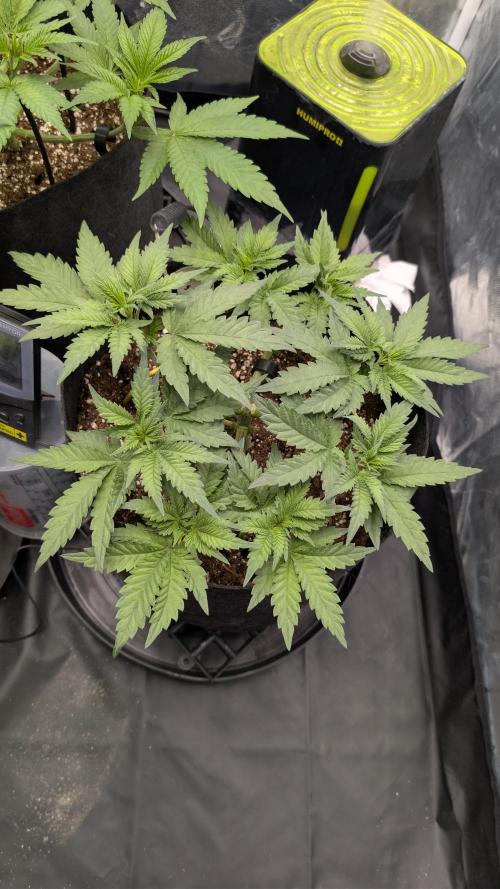 Třetí Mušketýr Round 1.. Week 6