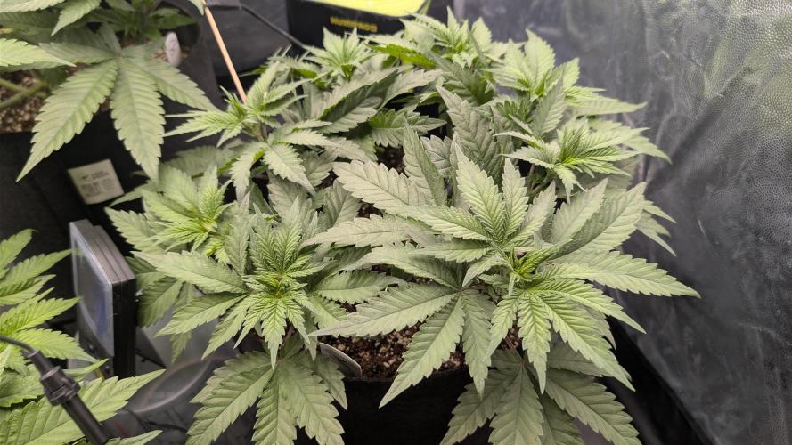 Třetí Mušketýr Round 1.. Week 6