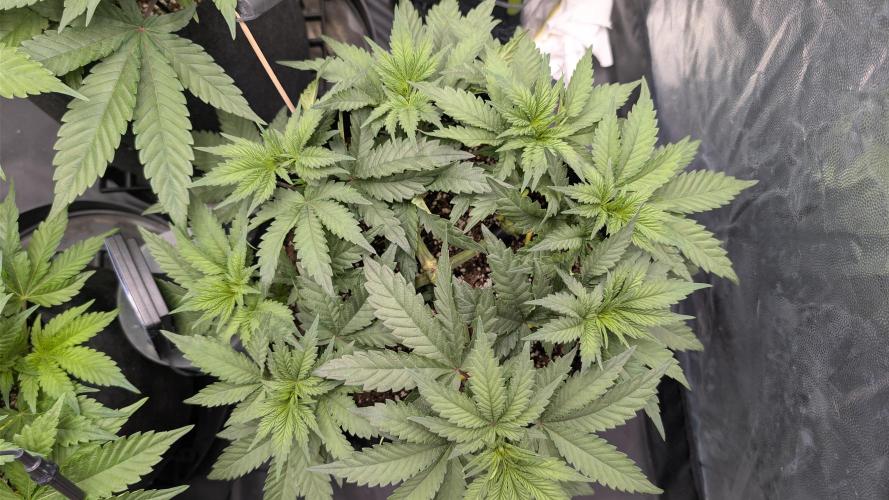 Třetí Mušketýr Round 1.. Week 6