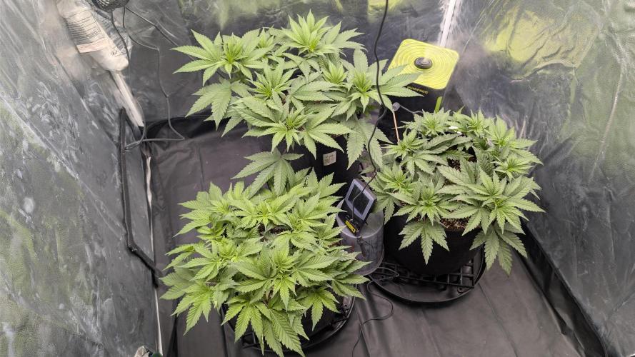 Třetí Mušketýr Round 1.. Week 6