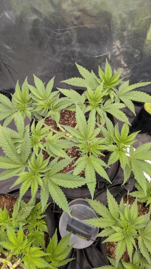 První Mušketýr Round 1.. Week 6