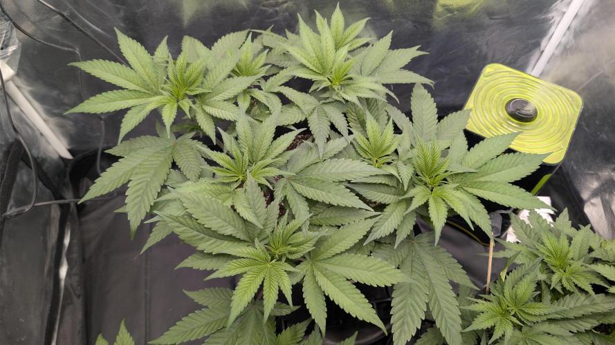 První Mušketýr Round 1.. Week 6