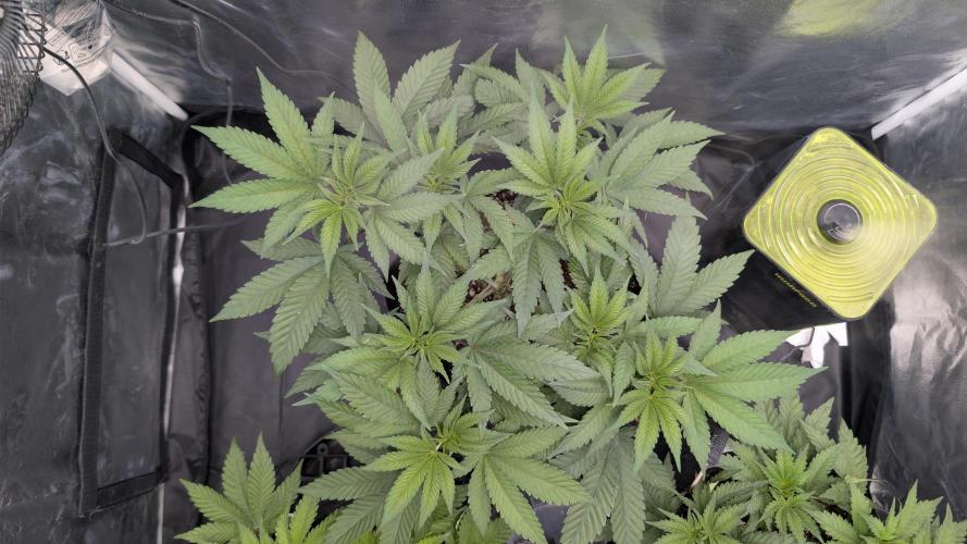 První Mušketýr Round 1.. Week 6