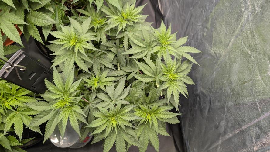 Třetí Mušketýr Round 1.. Week 7