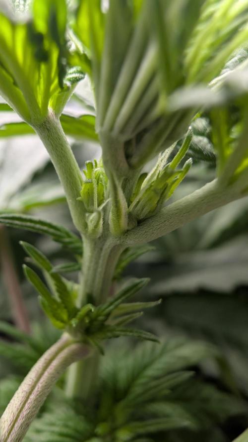 Třetí Mušketýr Round 1.. Week 7