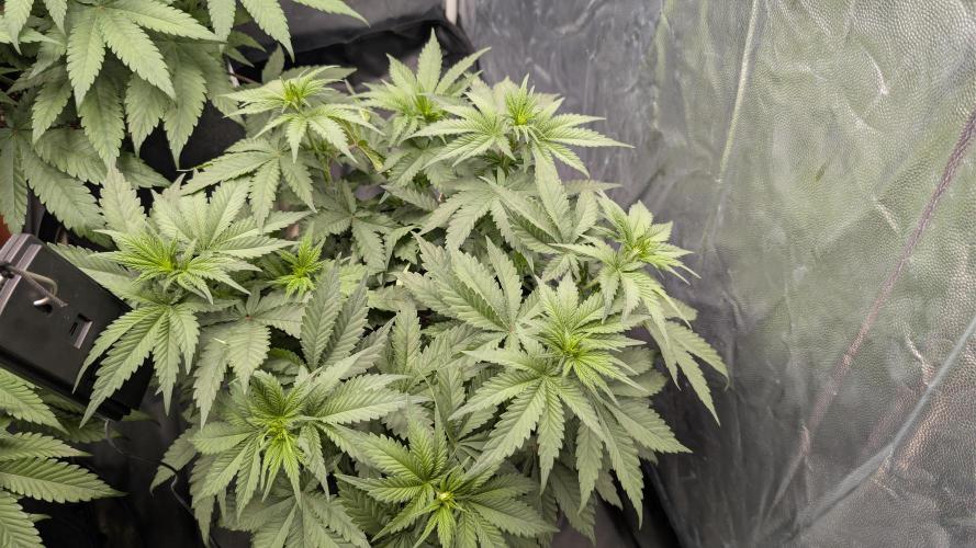 Třetí Mušketýr Round 1.. Week 7