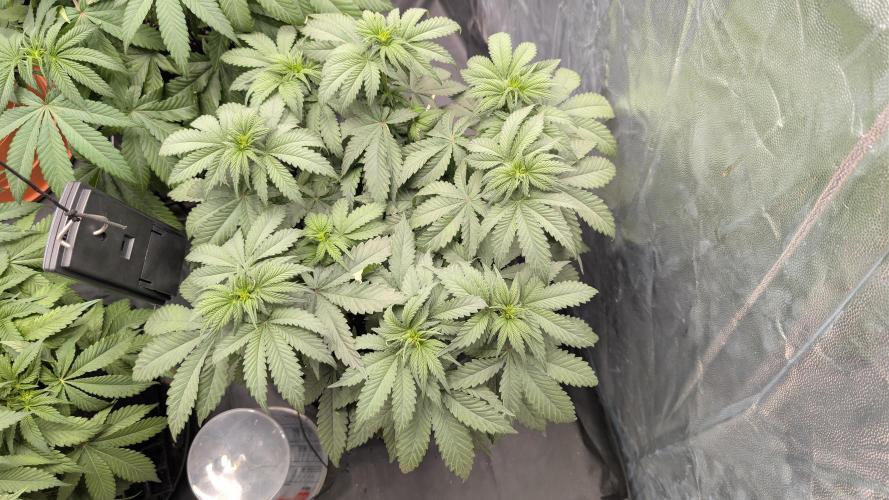 Třetí Mušketýr Round 1.. Week 7