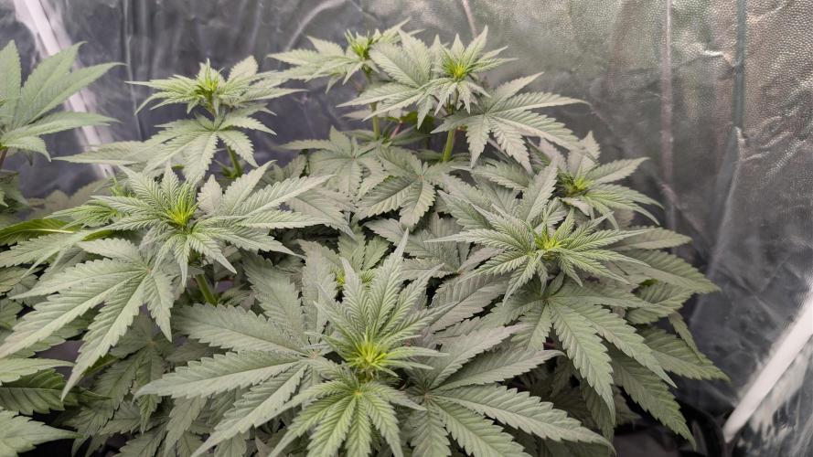 Třetí Mušketýr Round 1.. Week 7