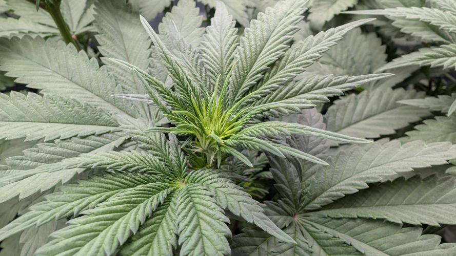 Třetí Mušketýr Round 1.. Week 7