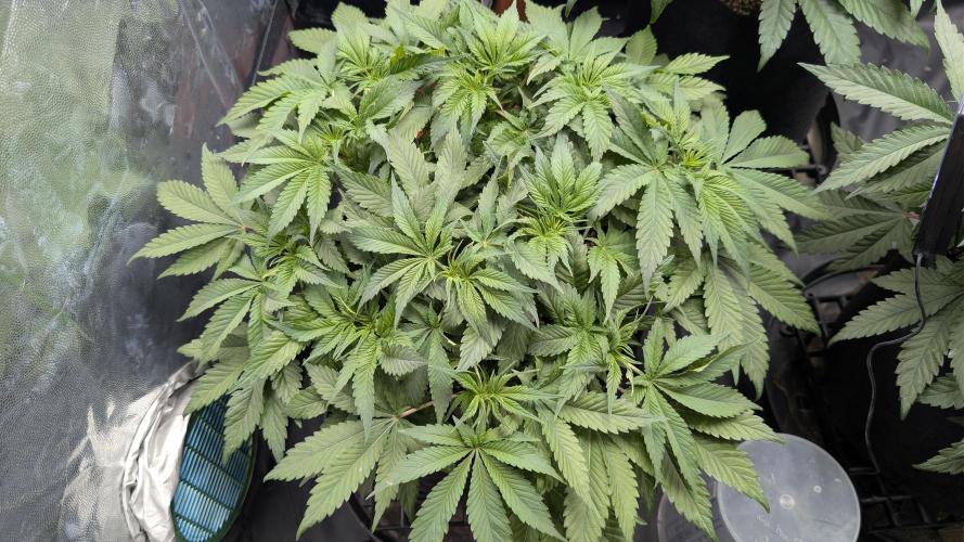 Druhý Mušketýr Round 1.. Week 7