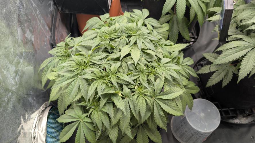 Druhý Mušketýr Round 1.. Week 7