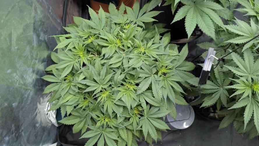 Druhý Mušketýr Round 1.. Week 7