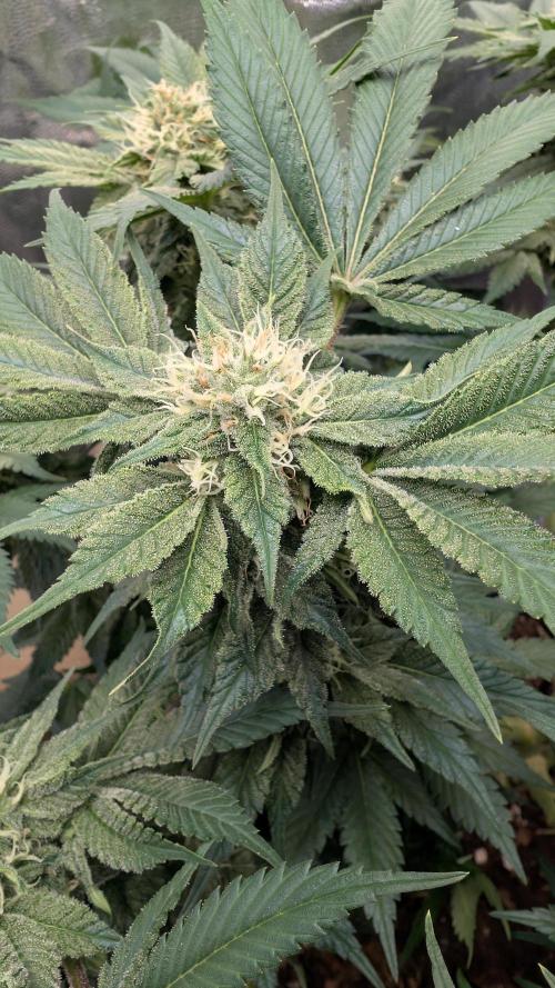 Ice Cream. Week 11