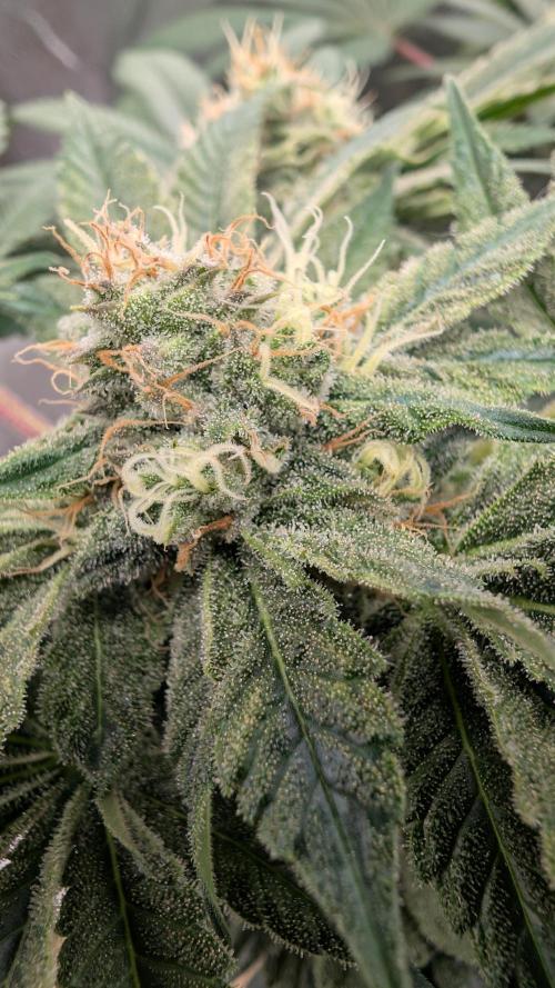 Ice Cream. Week 12