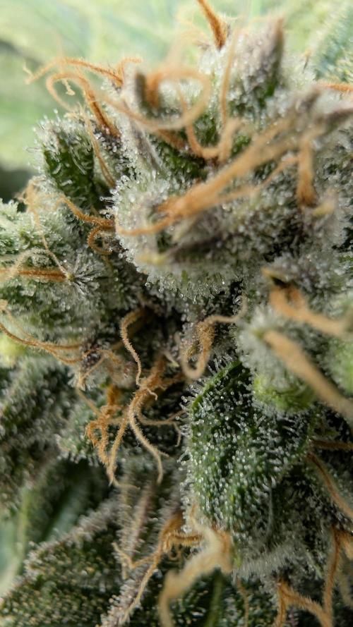 Ice Cream. Week 14