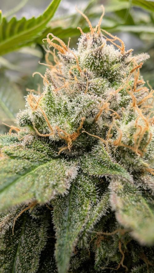 Ice Cream. Week 15
