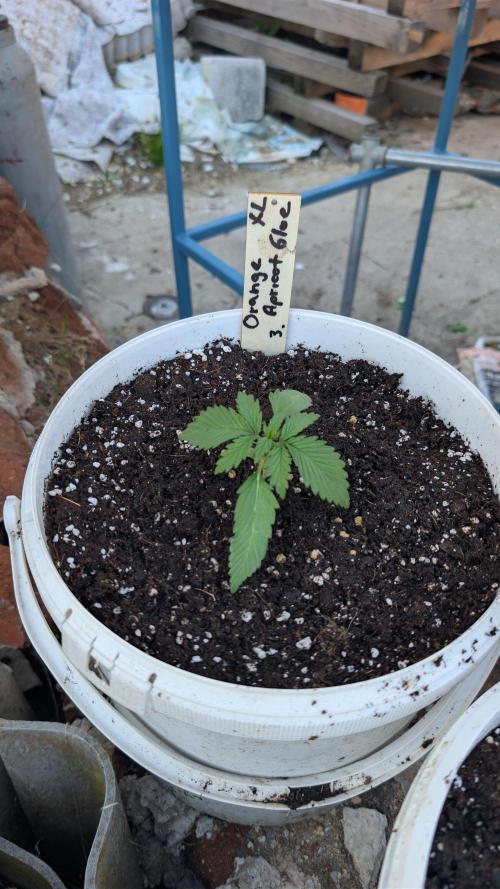 Autochcanečky. Week 2