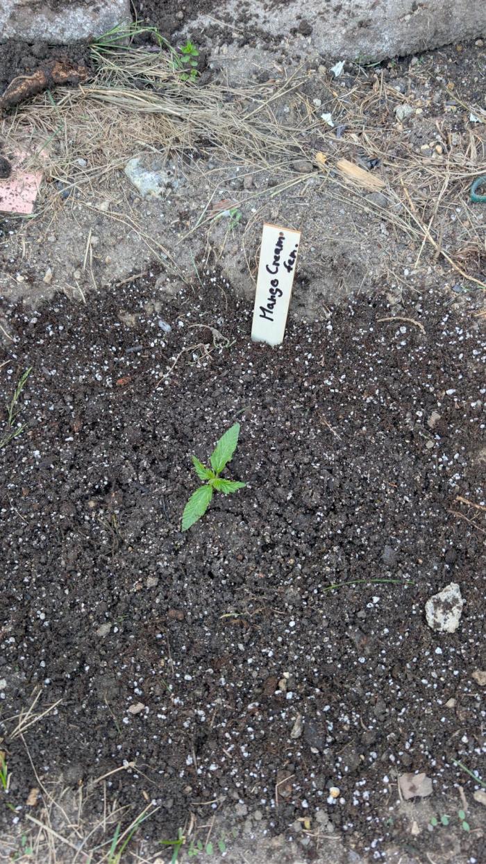 Exotika po mém.. Week 2
