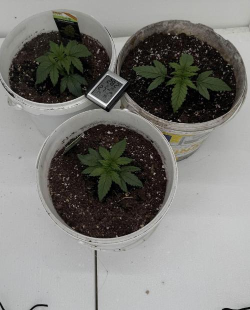 First grow. Week 2