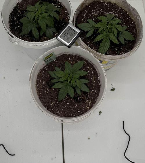 First grow. Week 2