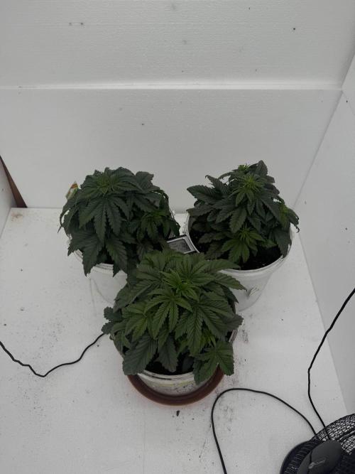 First grow. Week 2