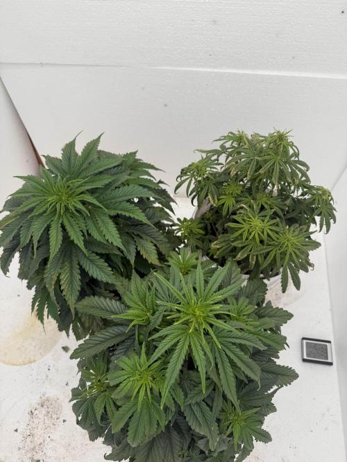 First grow. Week 2