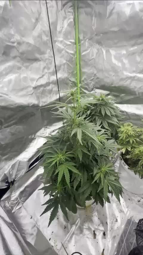 First grow