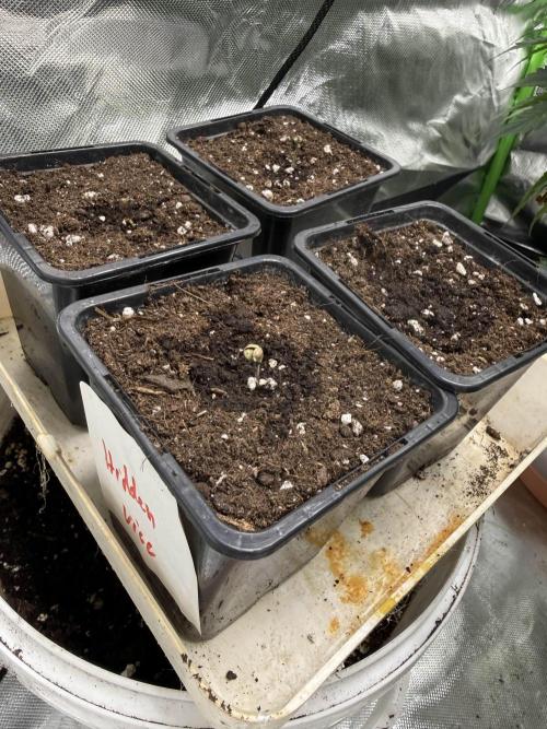 Second round. Week 0