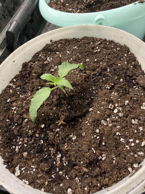 Second round. Week 1