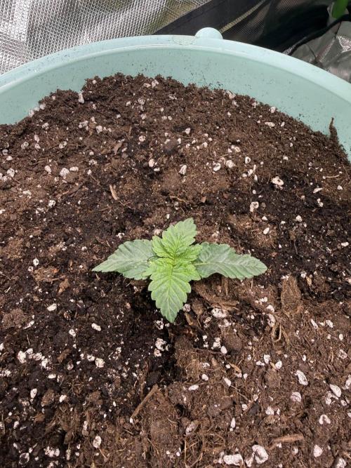 Second round. Week 1