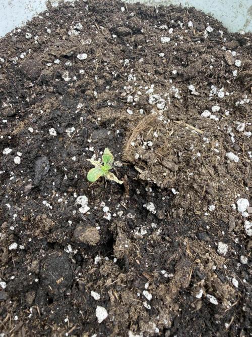 Second round. Week 1