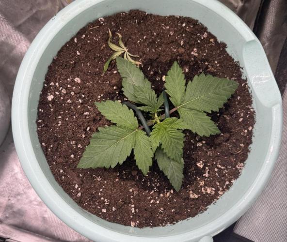 Second round. Week 2 - Hidden vice