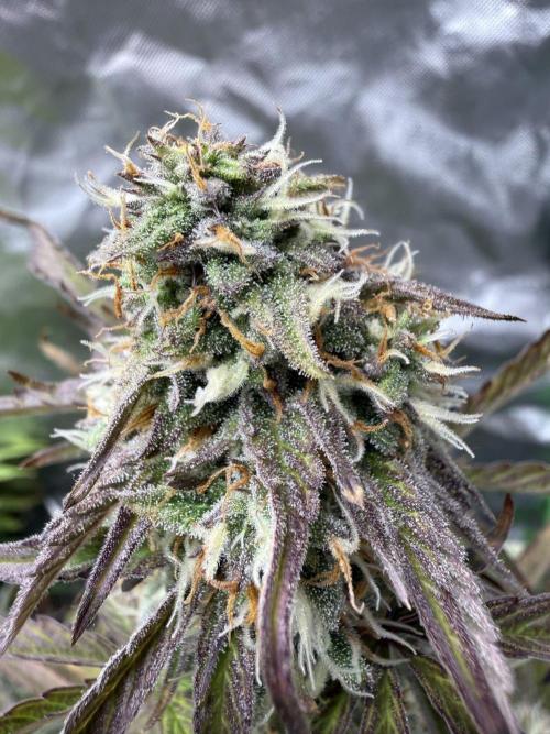 First grow. Week 5 - Zushers