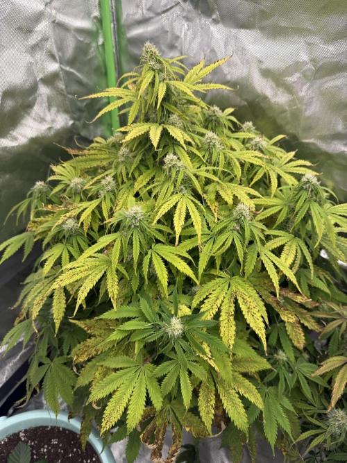 First grow. Week 5 - Gelato 