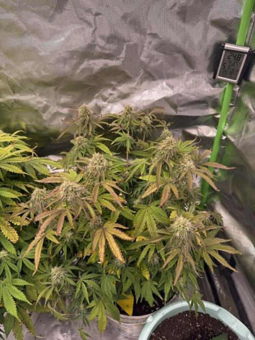 First grow. Week 5 - Zushers