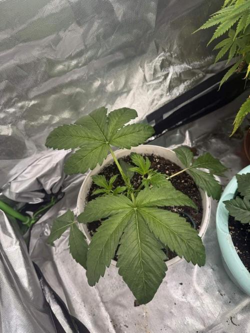 Second round. Week 3 - Fat catz