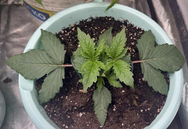 Second round. Week 3 - Hidden Vice