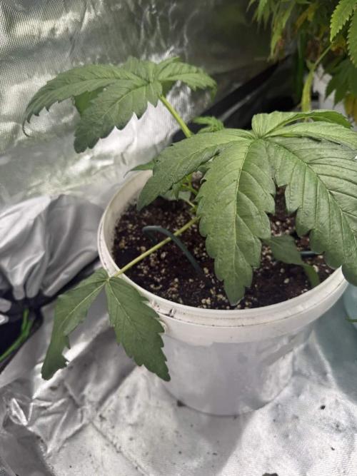 Second round. Week 3 - Fat catz
