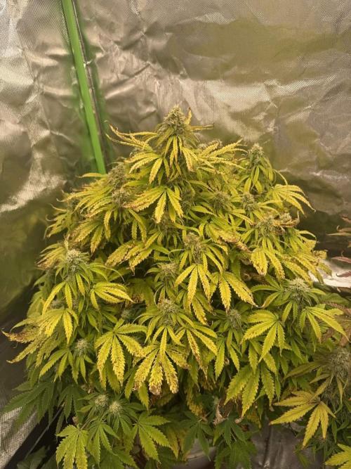 First grow. Week 6 - Gelato 