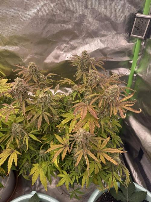 First grow. Week 6 - Zushers