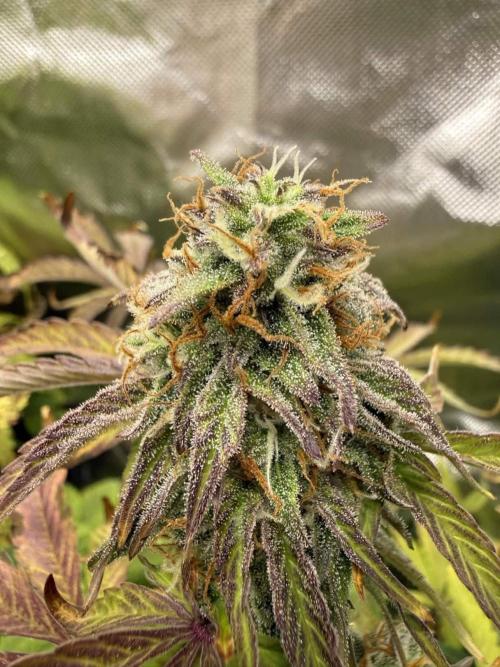 First grow. Week 6 - Zushers 