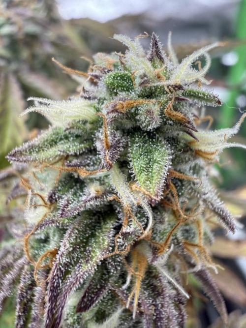 First grow. Week 6 - Zushers