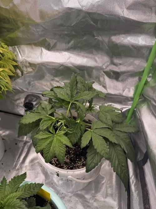 Second round. Week 4 - Fcatz