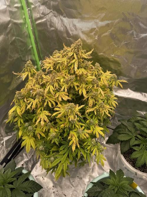 First grow. Week 7 - Gelato auto